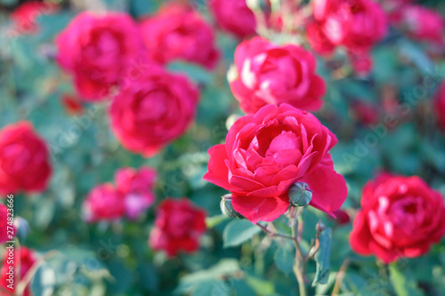 Many bushes of scarlet garden roses in spring
