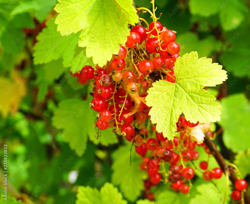 Redcurrant shrub with ripe red berries and bright green leaves in the morning sun close up. Redcurrant shrub with ripe red berries and bright green leaves in the morning sun close up.