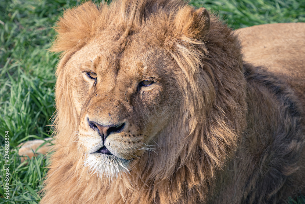 Head of a beautiful young lion with scars on the background of green grass. Close-up