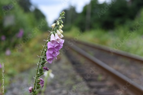 Foxglove flower with mixed colors
