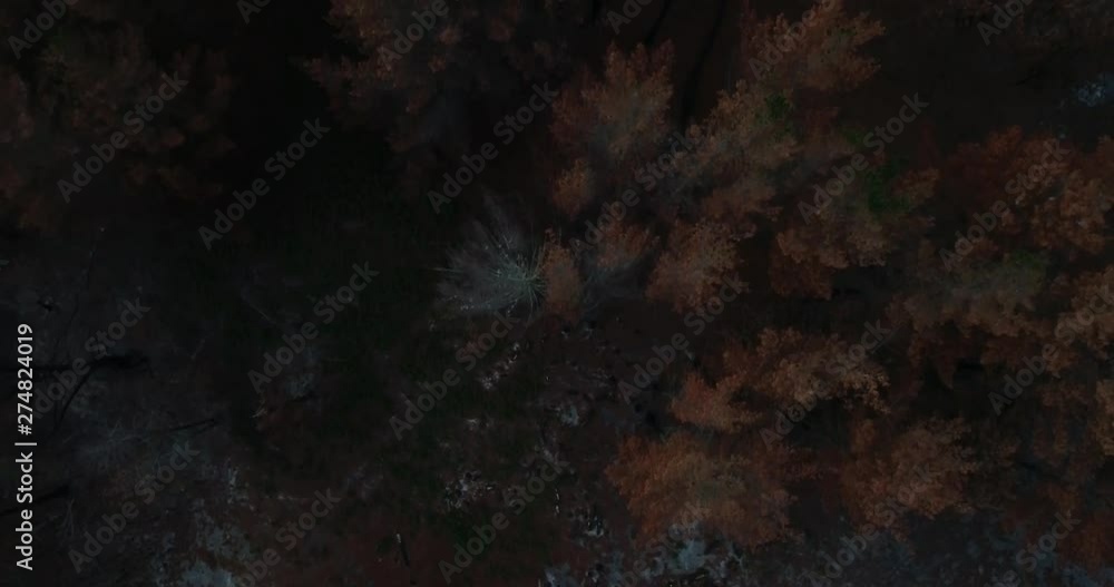Aerial birds eye view flying over burnt trees after a forest fire in Mount Compass near Adelaide, South Australia Aerial birds eye view flying over burnt trees after a forest fire in Mount Compass near Adelaide, South Australia