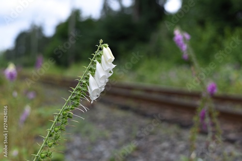 White foxglove flower in West Vancouver