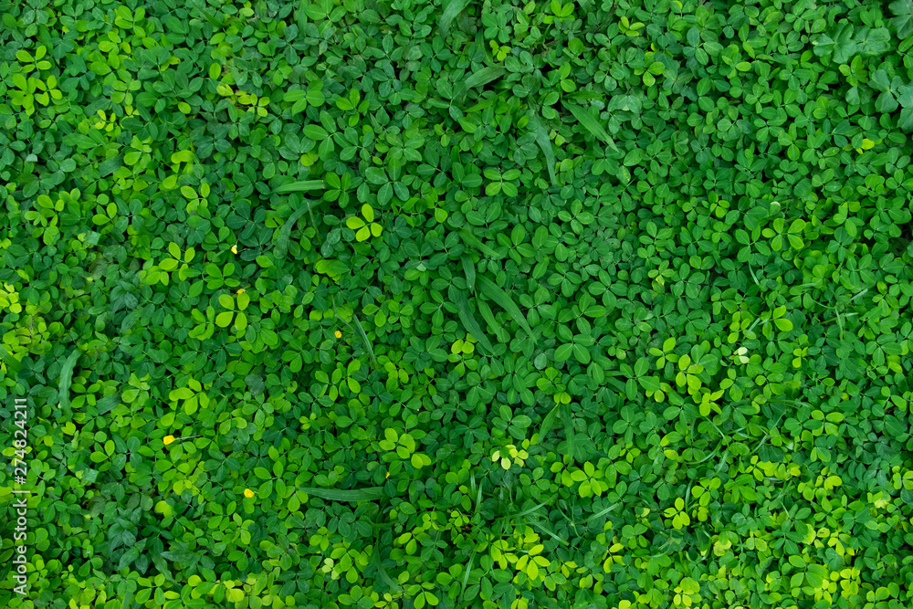 fresh and green meadow for background. subject is blurred. fresh and green meadow for background. subject is blurred.