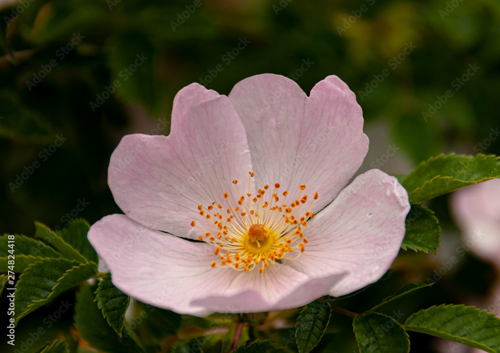 Wild rose blossom