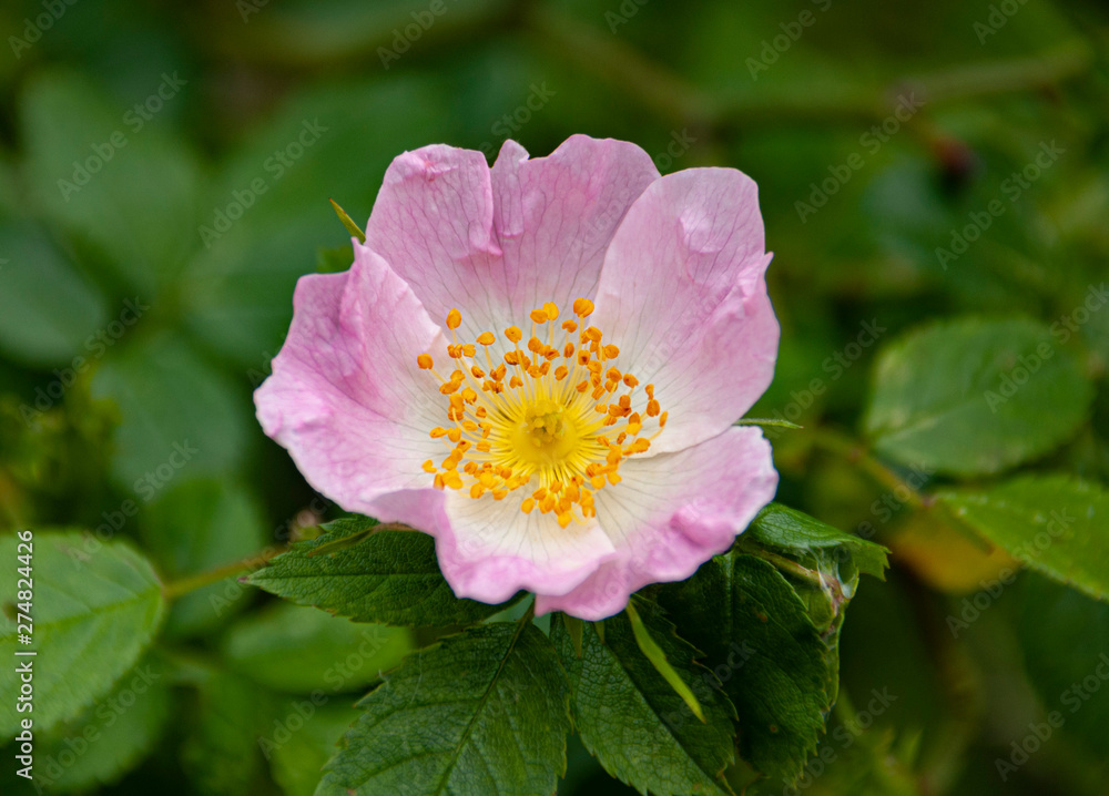 Wild rose blossom Wild rose blossom