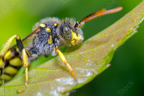 little insect in my bio season garden © Mario Plechaty