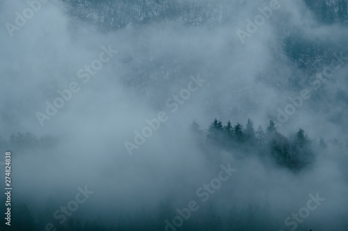 Landscape of mist storm over the pine tree forest