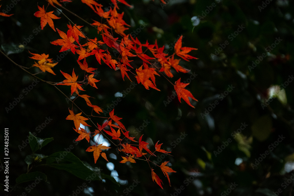 beautiful a colorful red, yellow maple leaf against the dark shadow background