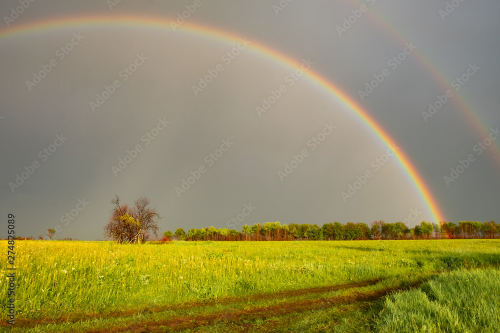 Naklejka premium double rainbow in summer after rain in the field. Nature after the rain. double Rainbow