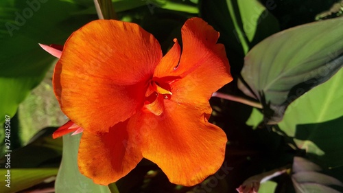 orange flower