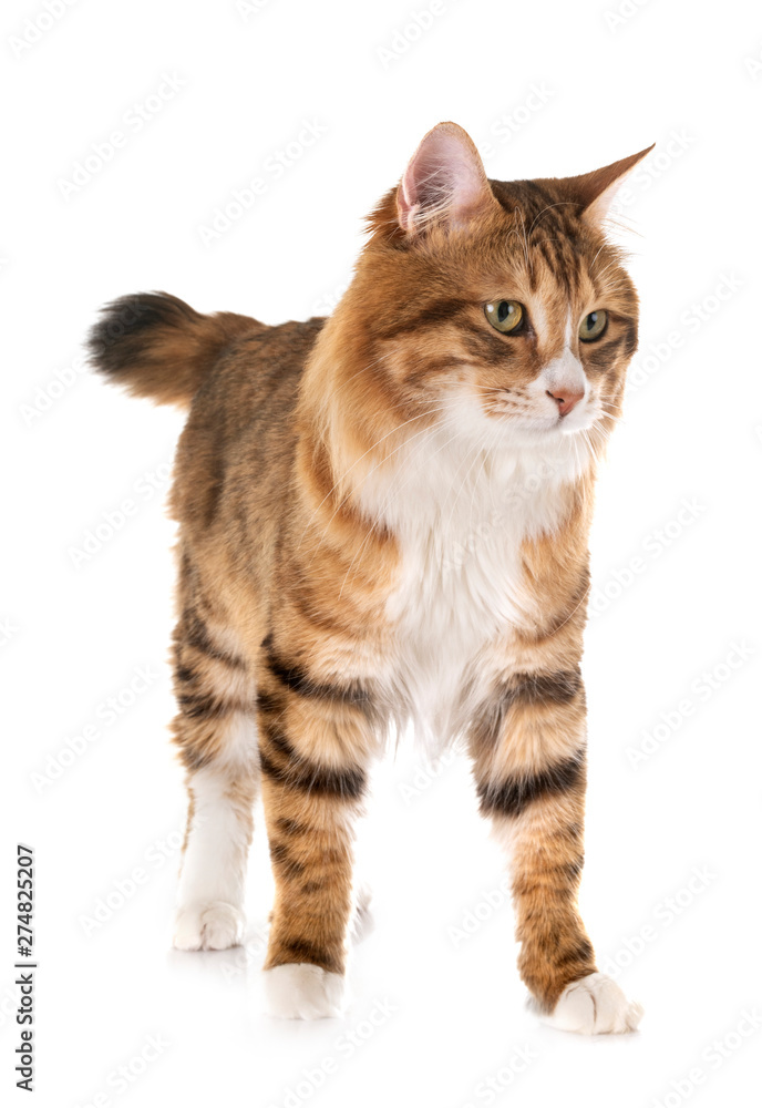 Obraz premium Kurilian Bobtail in studio