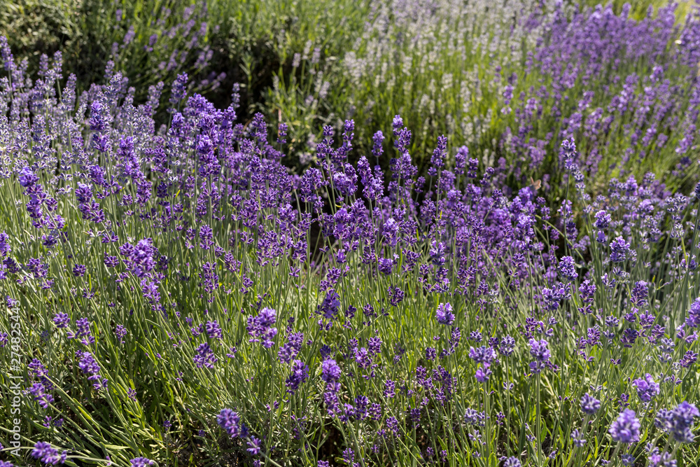Obraz premium the blooming lavender flowers in Provence, near Sault, France