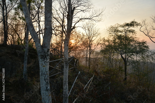 morning in the forest