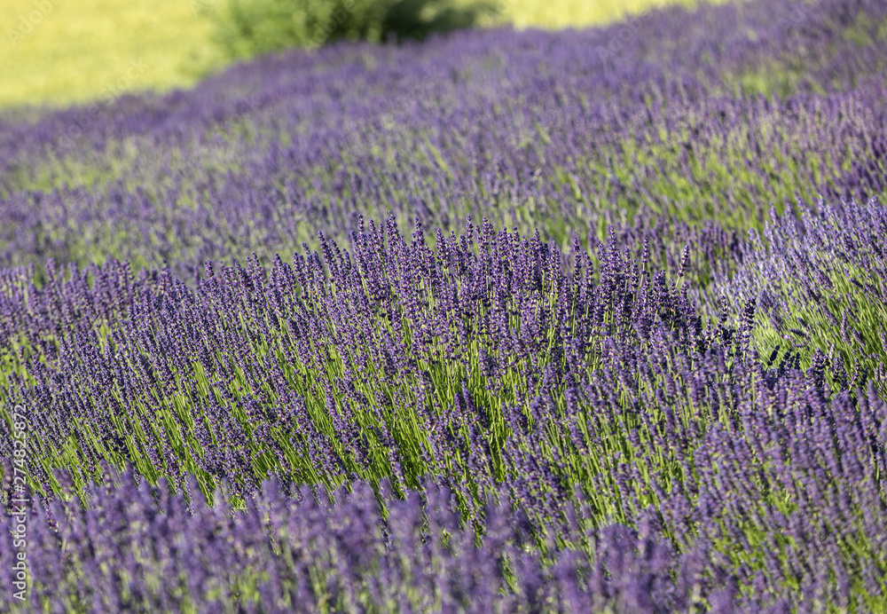 Naklejka premium the blooming lavender flowers in Provence, near Sault, France