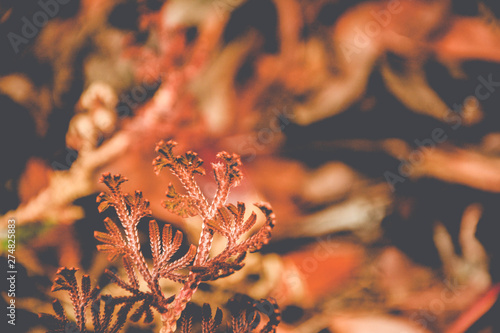 leaves of tree