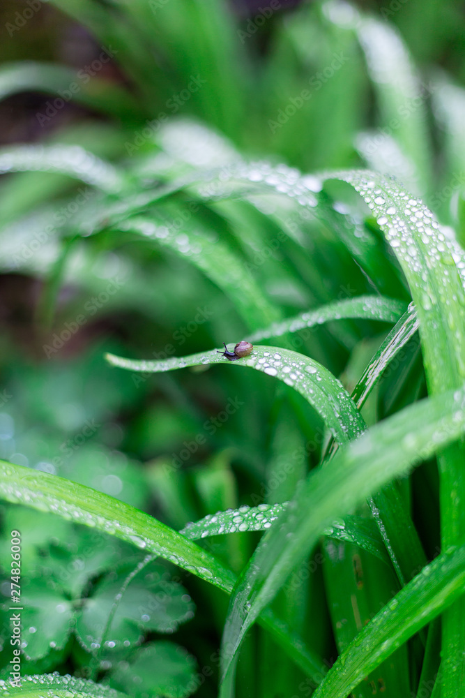 background with little snail on the grass with dew background with little snail on the grass with dew