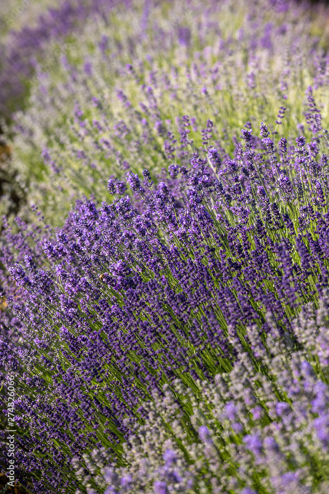 Obraz premium the blooming lavender flowers in Provence, near Sault, France