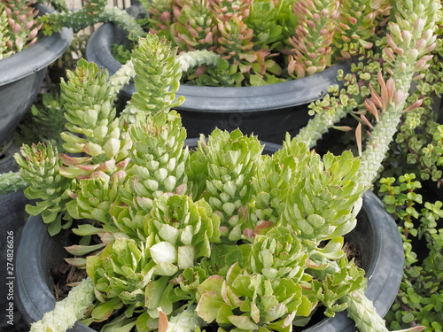 Rattail cactus or disocactus flagelliformis in flower pot decorate in garden with nature background. photo