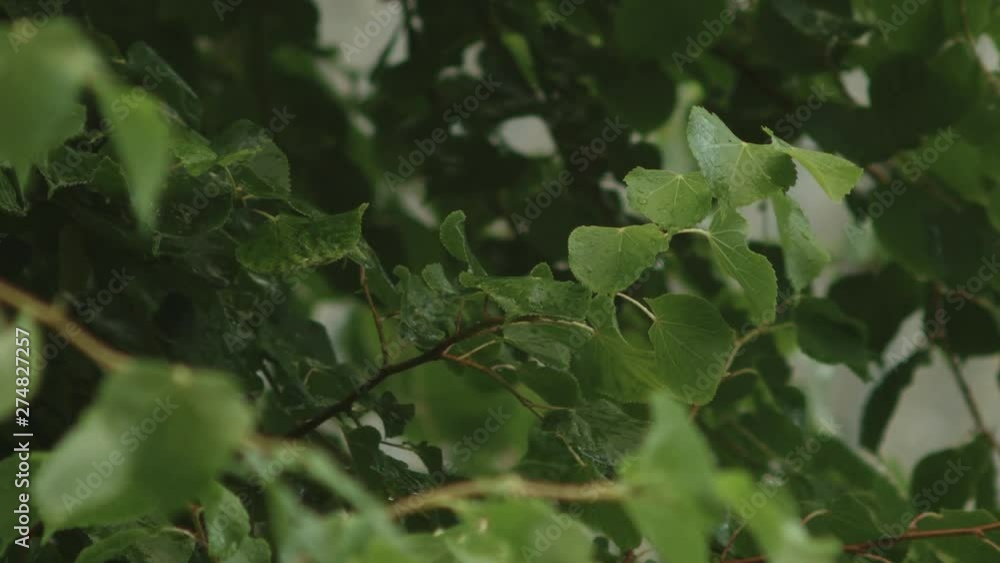 Close up of dreary rain falling on the branches of a small tree during a summer rain shower. Close up of dreary rain falling on the branches of a small tree during a summer rain shower.