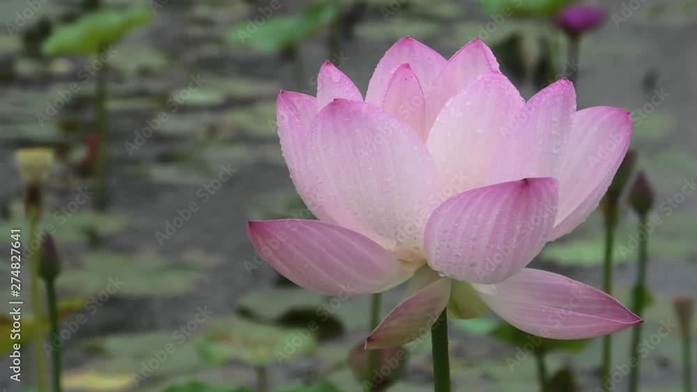 雨の日に咲くハスの花 雨の日に咲くハスの花