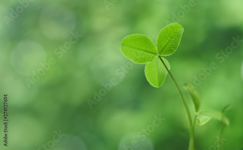 Green clover leaf or shamrock closed up against a light