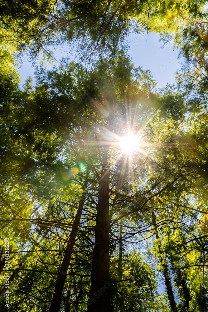 Obraz premium sun rays on pine forest in summer