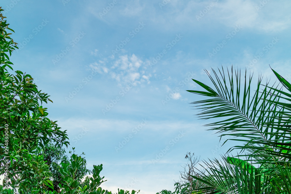 Green foliage background cloudy sky