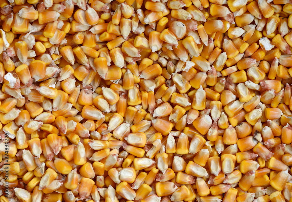 Close up of the corn seeds for the background. Sweet whole kernel corn background. Close up of the corn seeds for the background. Sweet whole kernel corn background.