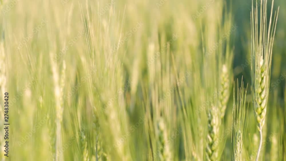 Green wheat stalks blow in the wind. Close up. Green wheat stalks blow in the wind. Close up.