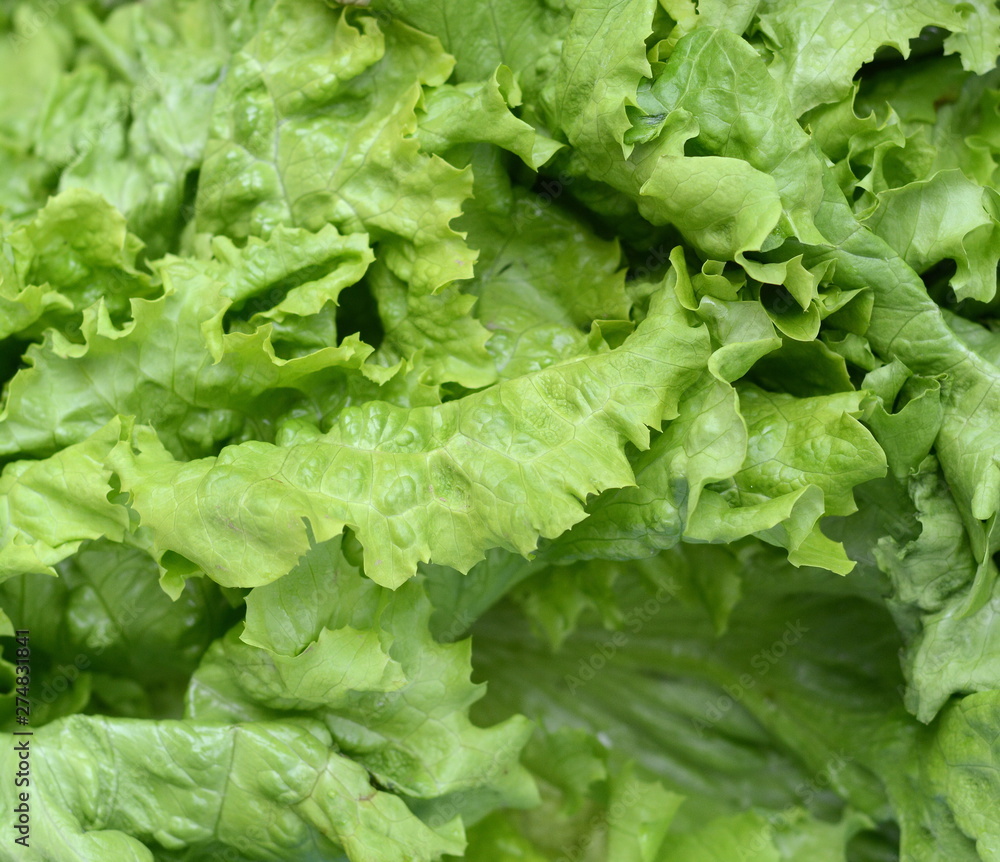 Salad at marketplace. Fresh green salad . Salad at marketplace. Fresh green salad .