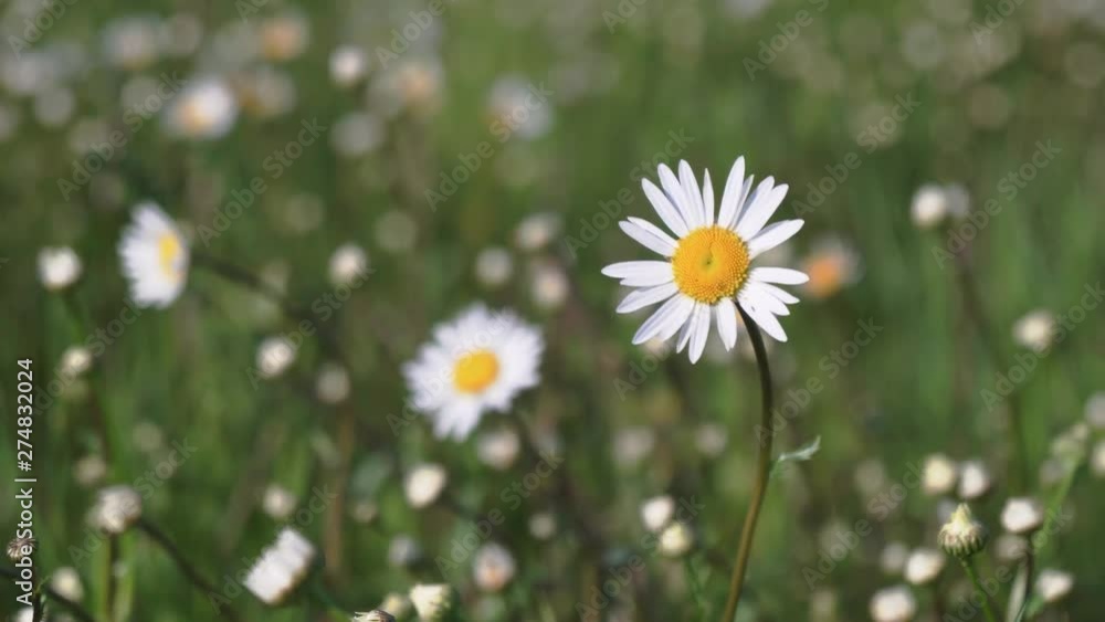 Daisy dancing in a little wind, beautiful cinematic detail Daisy dancing in a little wind, beautiful cinematic detail