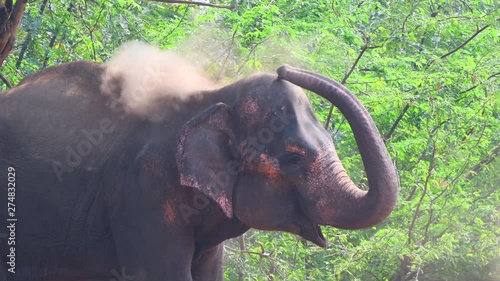 elephant throwing mud on it's self green tree background , india photo