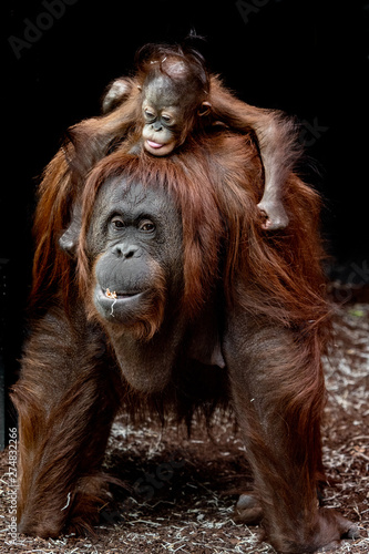Orang outan mère et bébé © William