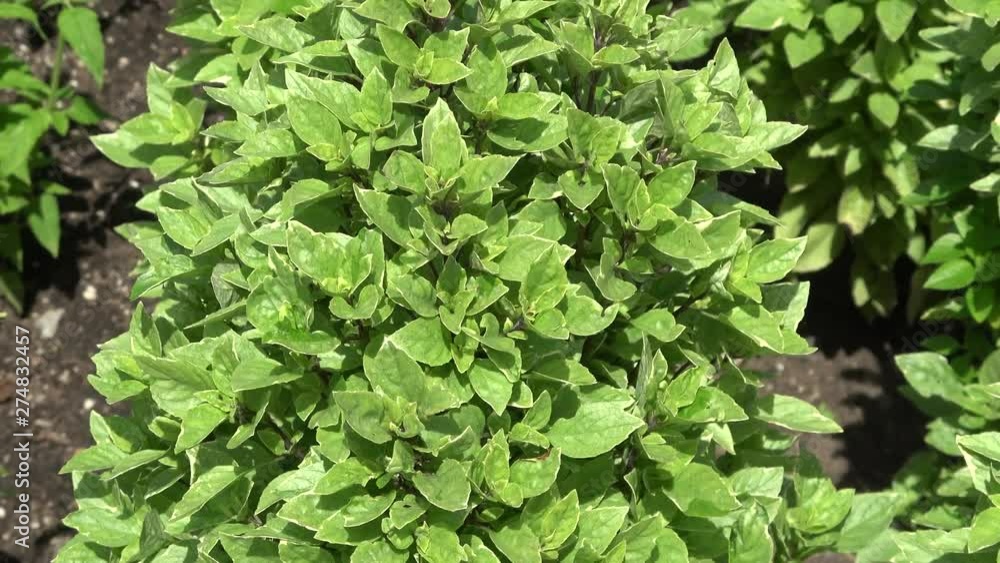 Lemon basil also called Ocimum americanum Lemon basil also called Ocimum americanum