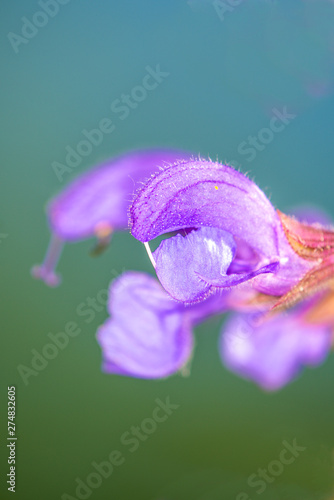 wild sage with flower photo