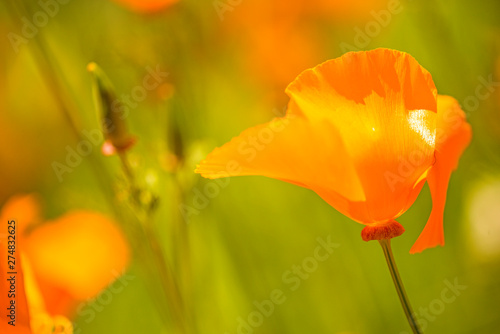 Californian poppy  closeup of the flower in back lighting