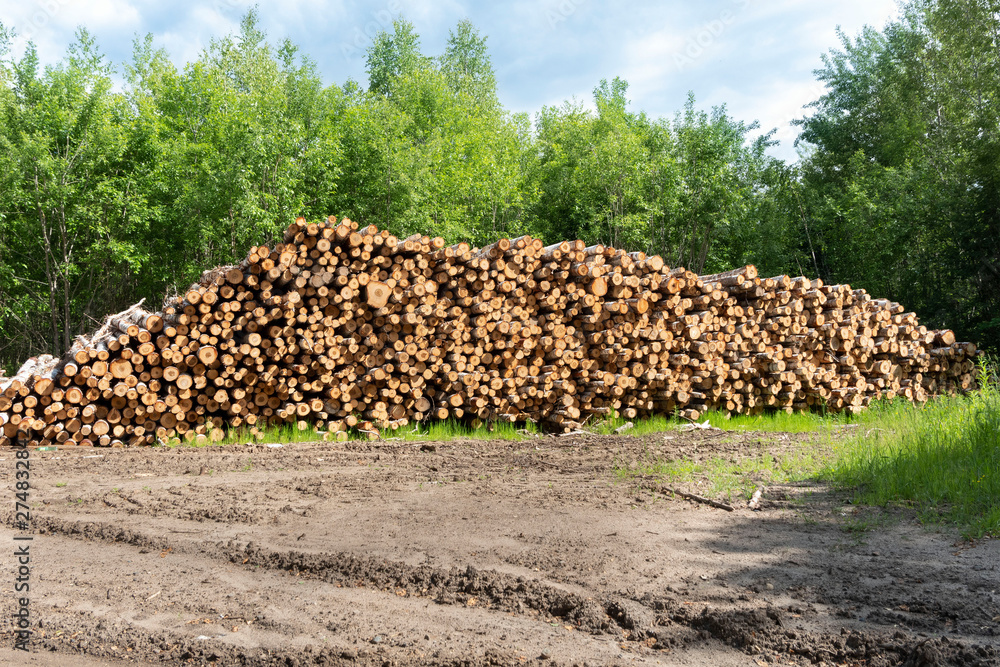 Trunks of trees cut and stacked. Wooden Logs with Forest on Background.
