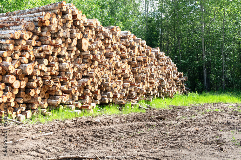 Trunks of trees cut and stacked. Wooden Logs with Forest on Background. Woodpile of freshly harvested logs. Trunks of trees cut and stacked. Wooden Logs with Forest on Background. Woodpile of freshly harvested logs.