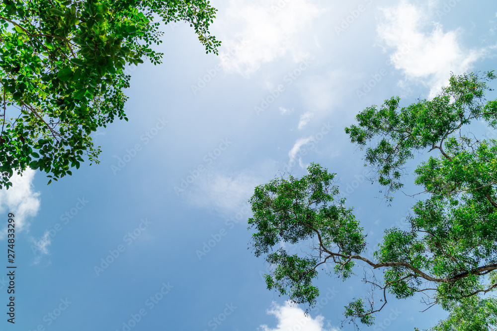 Green foliage background cloudy sky Green foliage background cloudy sky