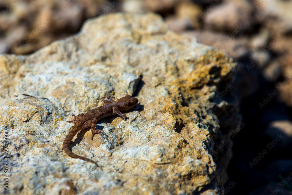 Even-fingered gecko genus Alcophyllex or squeaky gecko in wild nature