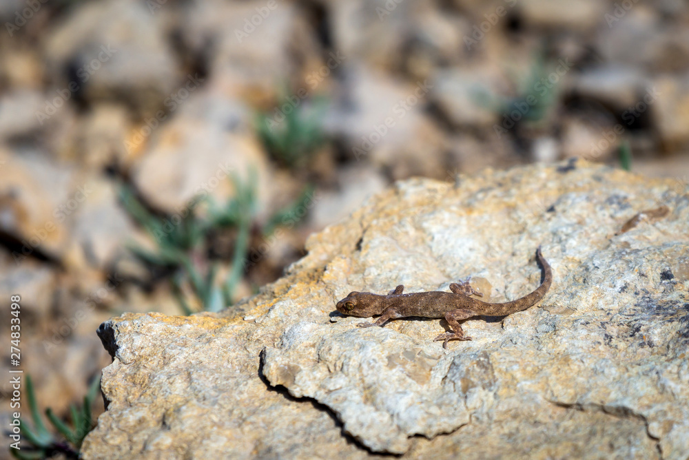Even-fingered gecko genus Alcophyllex or squeaky gecko in wild nature Even-fingered gecko genus Alcophyllex or squeaky gecko in wild nature