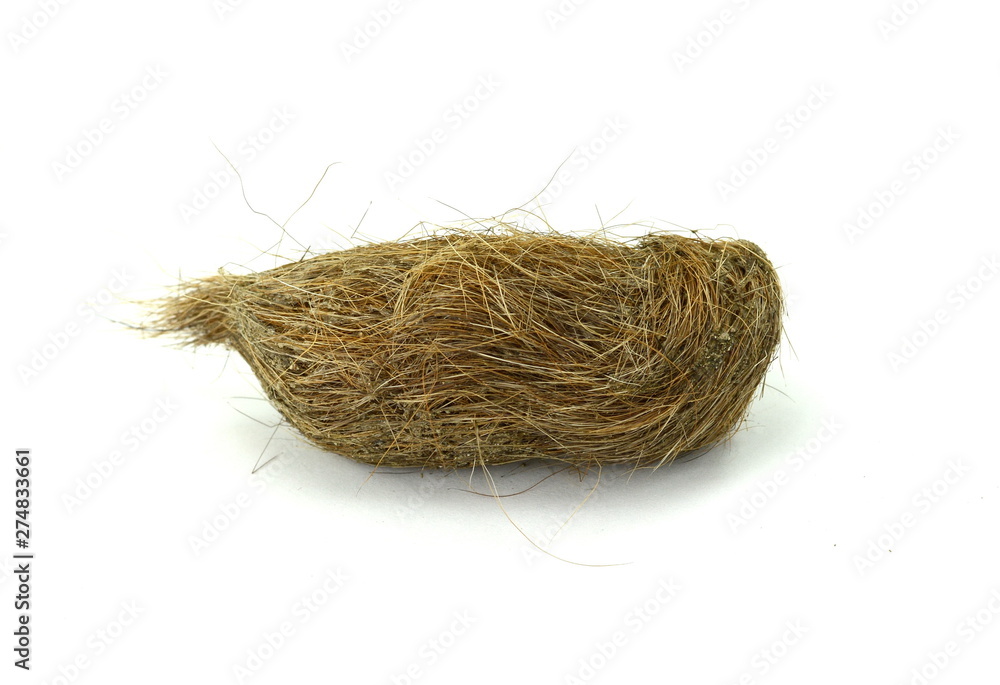 Closeup view of wolf shit with wild boar hair. Wolf excrement isolated on white.. Closeup view of wolf shit with wild boar hair. Wolf excrement isolated on white..