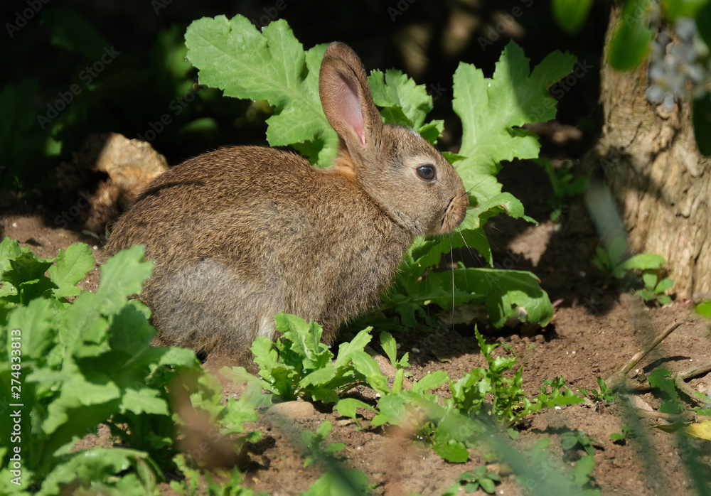 Fototapeta premium Wild rabbit feeding in urban house garden.