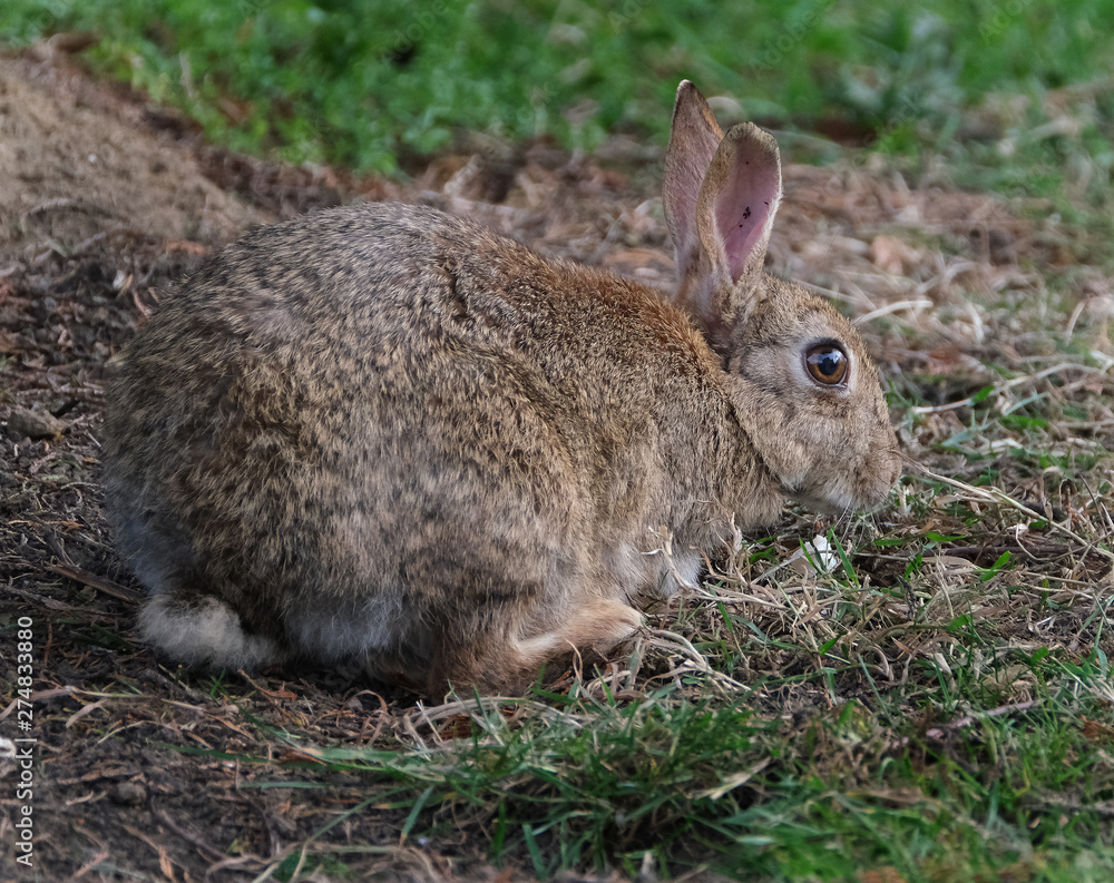 Wild rabbit feeding in urban house garden. Wild rabbit feeding in urban house garden.