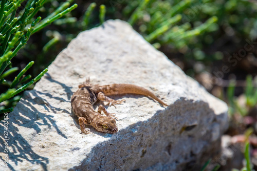 Even-fingered gecko genus Alcophyllex or squeaky gecko in wild nature © rostovdriver