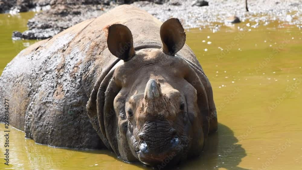 rhinoceros in forest closeup mud water green trees moving around rhinoceros in forest closeup mud water green trees moving around