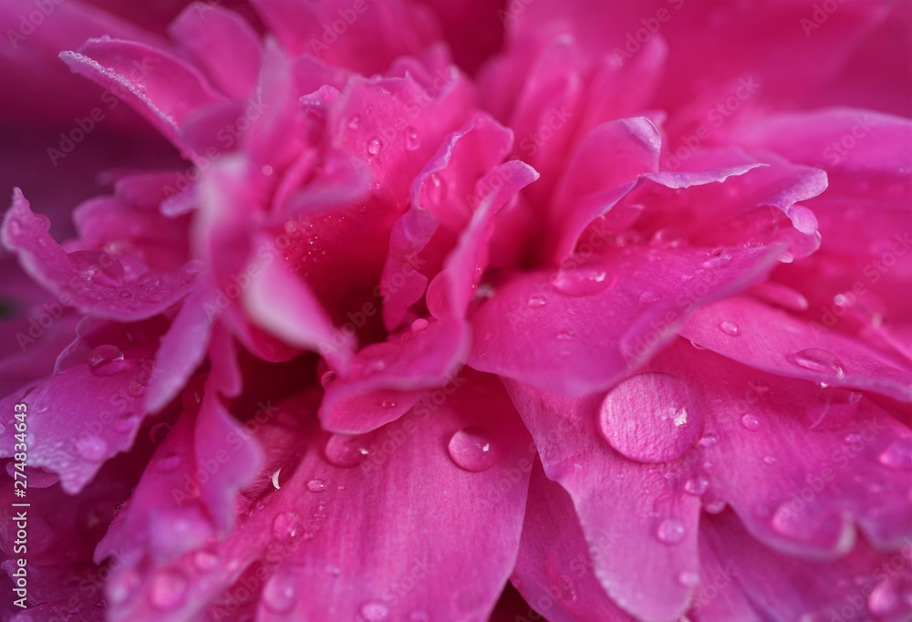 waterdrops on pink peony flower