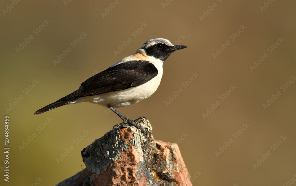 Obraz premium collalba rubia en la roca