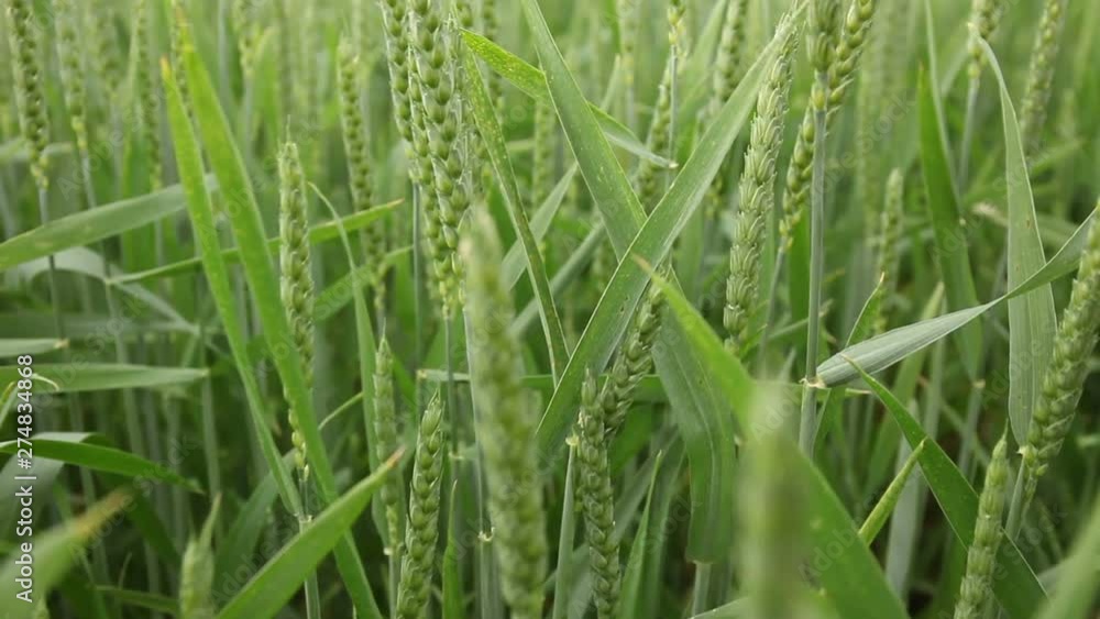 Field of ripe wheat, farm and agriculture background, close up. Cereal plant. Field of ripe wheat, farm and agriculture background, close up. Cereal plant.