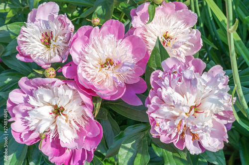 Pink Peony Bowl of Beauty  Paeonia lactiflora.